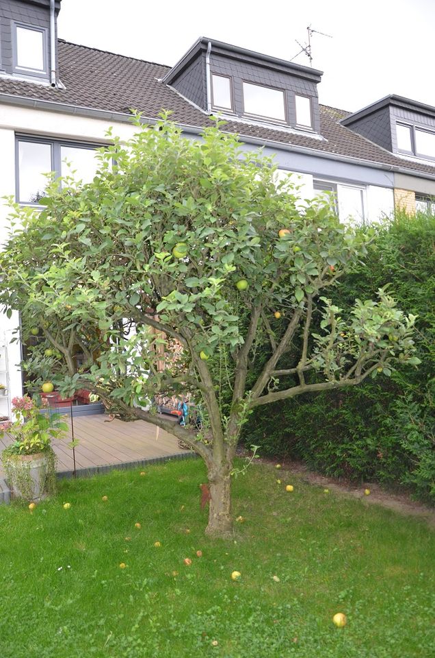 Apfelbaum